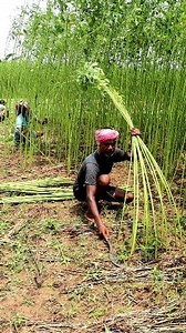 How Jute is Harvested? 🌞🌞 Hi Friends, It's a reel on harvesting jute manually by the farmers using a simple sickle. They were doing so under very hot sun which is very difficult. But the farmers need to do so to run their family. After harvesting small bundles of jute are tied and kept in the field for 2-3 days and then the leaves get defoliated by simple jerking. Next step is retting the bundles under stagnant water for at least 20 days. Finally stripping is done which is extraction of jute f