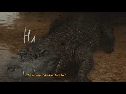 Nile crocodile: a drum washing machine whose stomach acid can melt metals