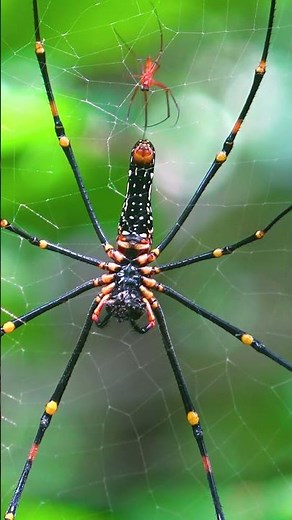 Orb Weaver Spider