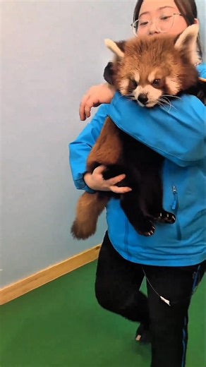 The Red Panda on an Escape Mission 🐼🔓