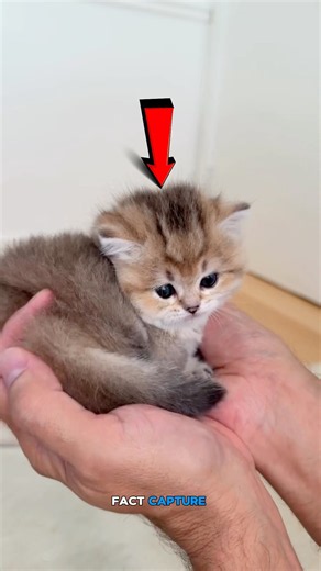 😱 The WORLD’S TINIEST Cat! 🐱 #shorts #facts #explained