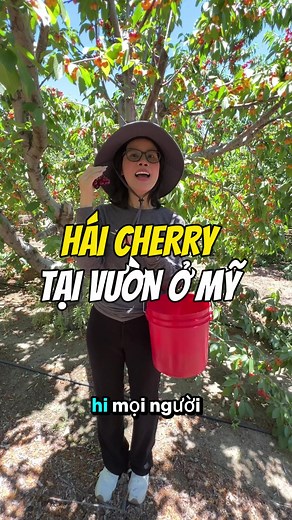 Harvesting Cherries in the US - Experience the Joy of Cherry Picking
