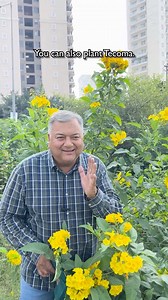 Tecoma plant: A compact, evergreen beauty that fills your space with golden blooms and requires minimal care.🌱🌼#peepalbaba #peepalbabasays #tecomaplant #yellowflowers #lowmaintenance #canopies #urbangardening #manure #biodiversity #afforestation #floralbeauty #peepalbabafoundation | Peepal Baba