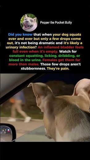 The UTI Sign Most Dog Owners Miss😟 #shorts