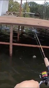 261K views · 661 reactions | When they don’t want you catching the crappie under their dock! #reelsvideoシ #kidkrappie #bnmpoles #tips #fishing #september #fallvibes #followme #lakefork | KidKrappie | Facebook
