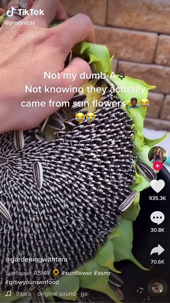 Goofy ASMR with Sunflower Seeds