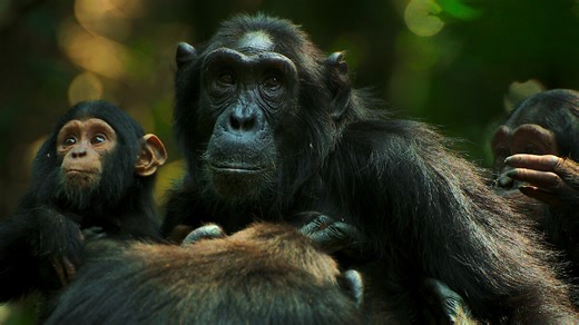 The World Loved Jane Goodall, and Jane Goodall Helped the World Love Chimps