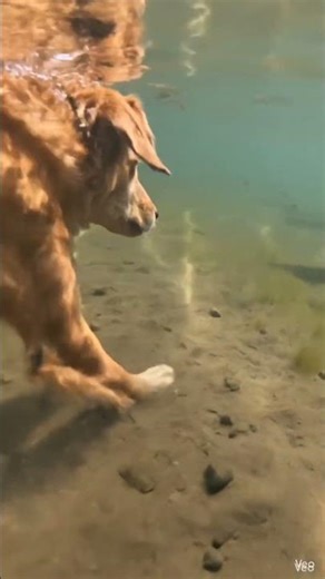 A Sunken Village Hidden Under a Quiet Lake for 200 Years 😱 #bunkerbuild#backyardproject #bunker