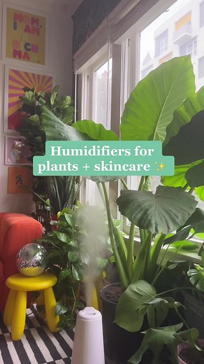 Humidifers are truly a game changer for plants and skincare 🌱🧖🏽‍♀️ #planthacks #humidifiers #plantcare #plantcaretips
