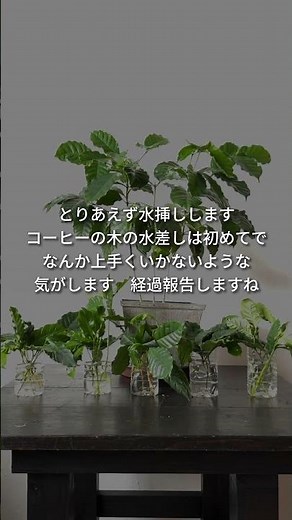 コーヒーの木の剪定と水挿し：コーヒーの木バシバシ剪定していきます #コーヒーの木 #コーヒーの木剪定 #水挿し #観葉植物 #観葉植物インテリア #観葉植物のある暮らし