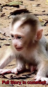 The monkey's chin hit the floor in sleep. Poor baby monkey. Cute. Macaca. Bandar. Monkey. Macaque #baby #NewsUpdate #monkey #Very #reels #Leo #newborn #cute #milkyway #crying | Monkey Cambodia
