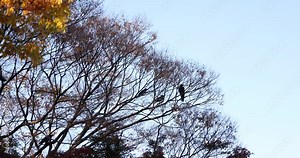 Crows gather on the branches of winter dead trees.