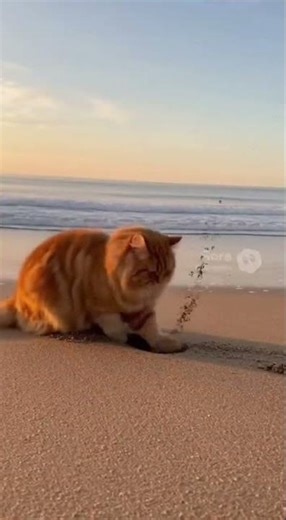 The Fluffiest Cat Digs a Hole and Claims The Beach! 🏖️👑