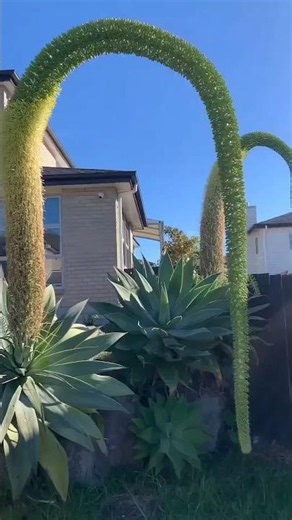 This Plant Blooms Once… Then Dies!