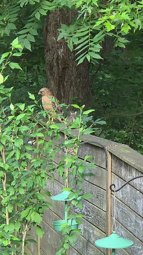 Squirrel vs Hawk: Who Wins? Funny Wildlife Encounter Explained