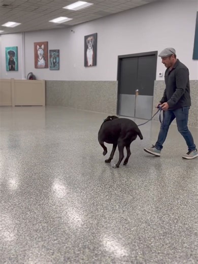 15K views · 132 reactions | What’s does e-collar work really look...