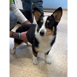 Kiln, MS - Pembroke Welsh Corgi. Meet Boadie a Pet for Adoption - AdoptaPet.com