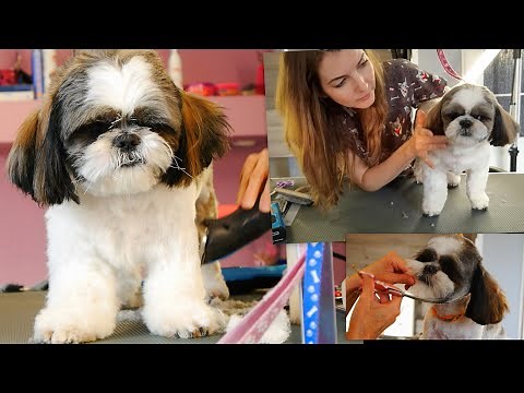 The Cutest Shih Tzu Ever ❤️ - Grooming from Start to Finish