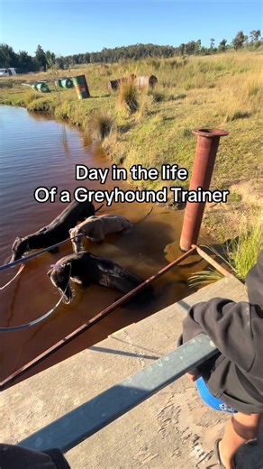 A Day in the Life of a Greyhound Trainer