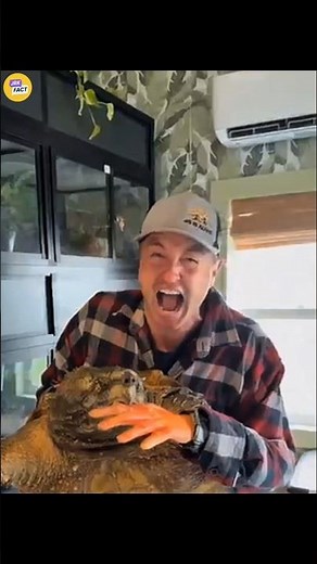 Most Dangerous Turtle in the World 😱 — Alligator Snapping Turtle Bite Power Explained