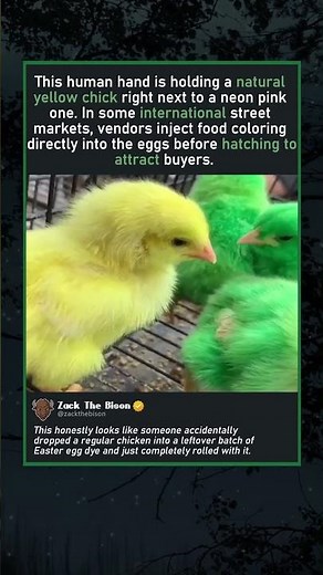 EASTER EGG CHICKS