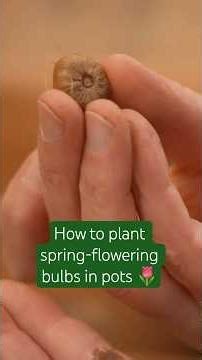 When is the best time to plant spring-flowering bulbs?