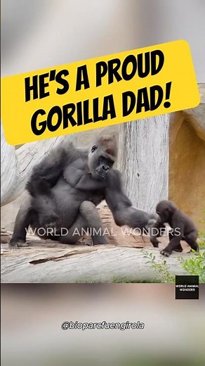 This Gorilla Dad Was Too Excited!😂(feat. Echo)