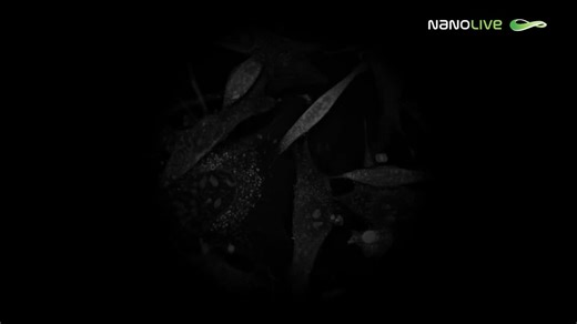 Nanolive launches Smart Mitochondrial Assay LIVE for automated, label-free analysis | Nanolive SA posted on the topic | LinkedIn