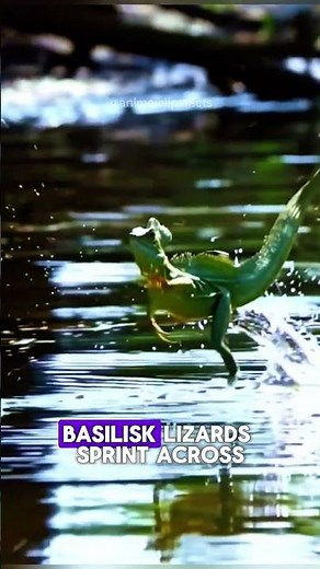 The Lizard That Can Run on Water