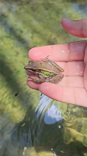 Odorrana livida amphibia