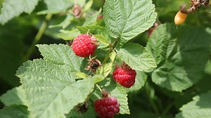 How to prevent raspberries from drying out and more gardening questions answered