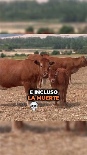 What is the cattle screwworm that affects Mexico?