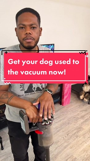 How to Get Your Dog Used to the Vacuum Cleaner