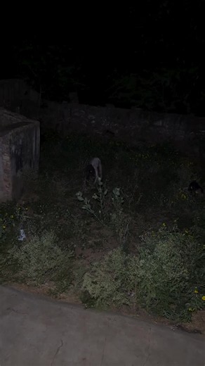 Most people miss this when they watch the video… but once you see it, you can’t unsee it 😱 Look carefully. #ghost #scary #viral #creepy #horror