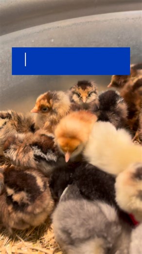 Meet the chicks! Here’s the rundown on our Americana and White Leghorn chicks, available now for $5.99! #babychicks #babychickens #chicken #petchickens | Southern States Carrboro