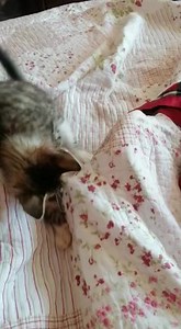 En adopción responsable , lindo gatito, rescatado casi moribundo por una fuerte gripe y desnutrición😔😔.. Dale la oportunidad de ser y hacerte feliz , ahora ya esta recuperado y busca una mamá o papá para darle muchos mimos, es peludito y muy juguetón .. Escríbanme al wassap 972990552.. por favor, personas responsables.. | Refugio Animal Chiclayo