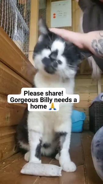 13K views · 488 reactions | Billy is a beautiful boy who came into...