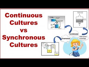 Bacterial Growth- Continuous Cultures vs Synchronous Cultures
