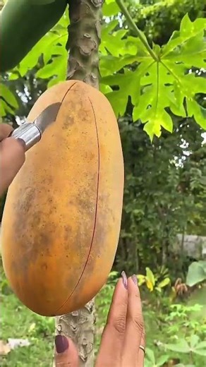 Slicing a fresh ripe papaya with a sharp knife on a tree to check the quality and ripeness for food