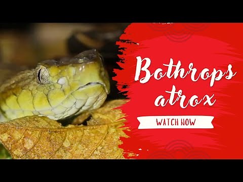 🟢 The Deadly Yet Fascinating Bothrops Atrox – South America's Most Feared Viper! 🐍