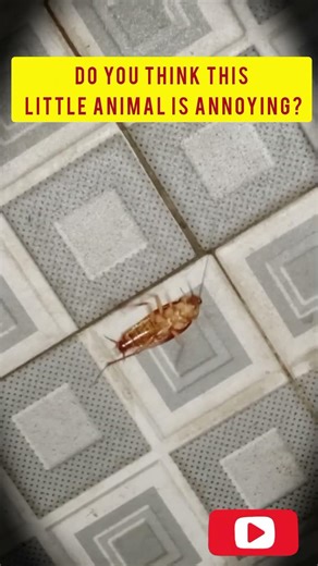 Cockroach lying on his back while exercising.#Shorts#nature#insects