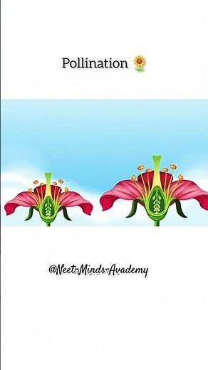 Pollination Process Explained in 3D Animation | Bees & Flowers | Science for Kids 🌸🐝🎥 | #shorts