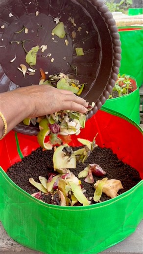 213K views · 1.2K reactions | Carrot plant grow tips by using compost soil #carrots #plants #nature #flowers #plantsofinstagram #garden #plant #plantsmakepeoplehappy #gardening #houseplants #plantlover #green #photography #naturephotography #indoorplants #gardening | Rezia Gardening | Facebook