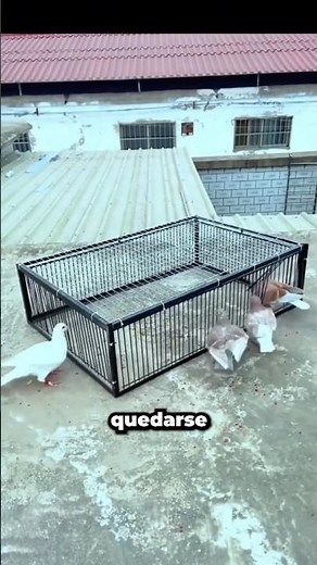 Such a simple invention… but birds love it 🐦✨