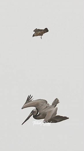 Mayday Mayday! The infamous Female Peregrine Falcon attacks a Pelican and causes it to Crash. #Falcon #pelican #reels #facebookreels #explore #reelsvideo #reelitfeelit #epic | Tohid Azimi