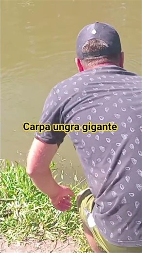 carpa gigante pesqueiro do guga em Araranguá sc