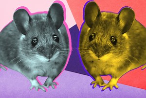 Five common pests you may find in your home this fall - The Weather Network