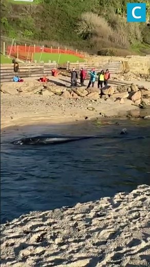 Stranded whale on Cornwall beach likely to die after separation from mum