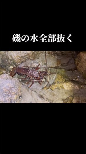 水ラーメン on Instagram: "磯の水全部抜いてみた⑨ #生き物 #生き物好きな人と繋がりたい #水ラーメン #タイドプール"