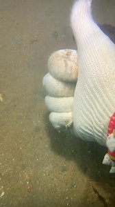 1.3K views | The scheming eel wanted to eat my dried fish but failed, so she caught the big lobster next door #ou_7 | Christy Redmon | Facebook